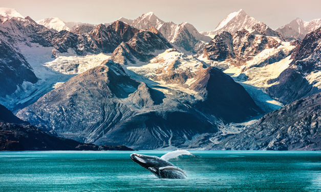 Glacier Bay Alaskan Adventure Cruise 2024 – Register